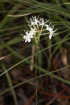 Coastal false asphodel